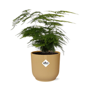 Asparagus setaceus ‘Plumosus’ in ELHO Vibes Fold Pot, Yellow, Ø14cm - ↕30cm