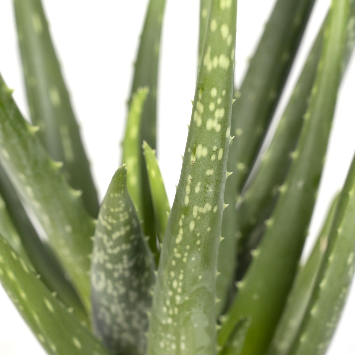 Aloe vera - Ø12cm - ↕40cm