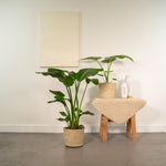 Load image into Gallery viewer, Tropical Indoor Duo in Selin Basket - Strelitzia Nicolai - Ø19cm - ↕85cm + Alocasia Macrorrhiza - Ø19cm - ↕70cm