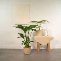 Duo Tropicale da Interno in Cesto Selin - Strelitzia Nicolai - Ø19cm - ↕85cm + Alocasia Macrorrhiza - Ø19cm - ↕70cm