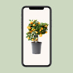 Load image into Gallery viewer, Citrus Calamondin - Ø15cm - ↕40cm
