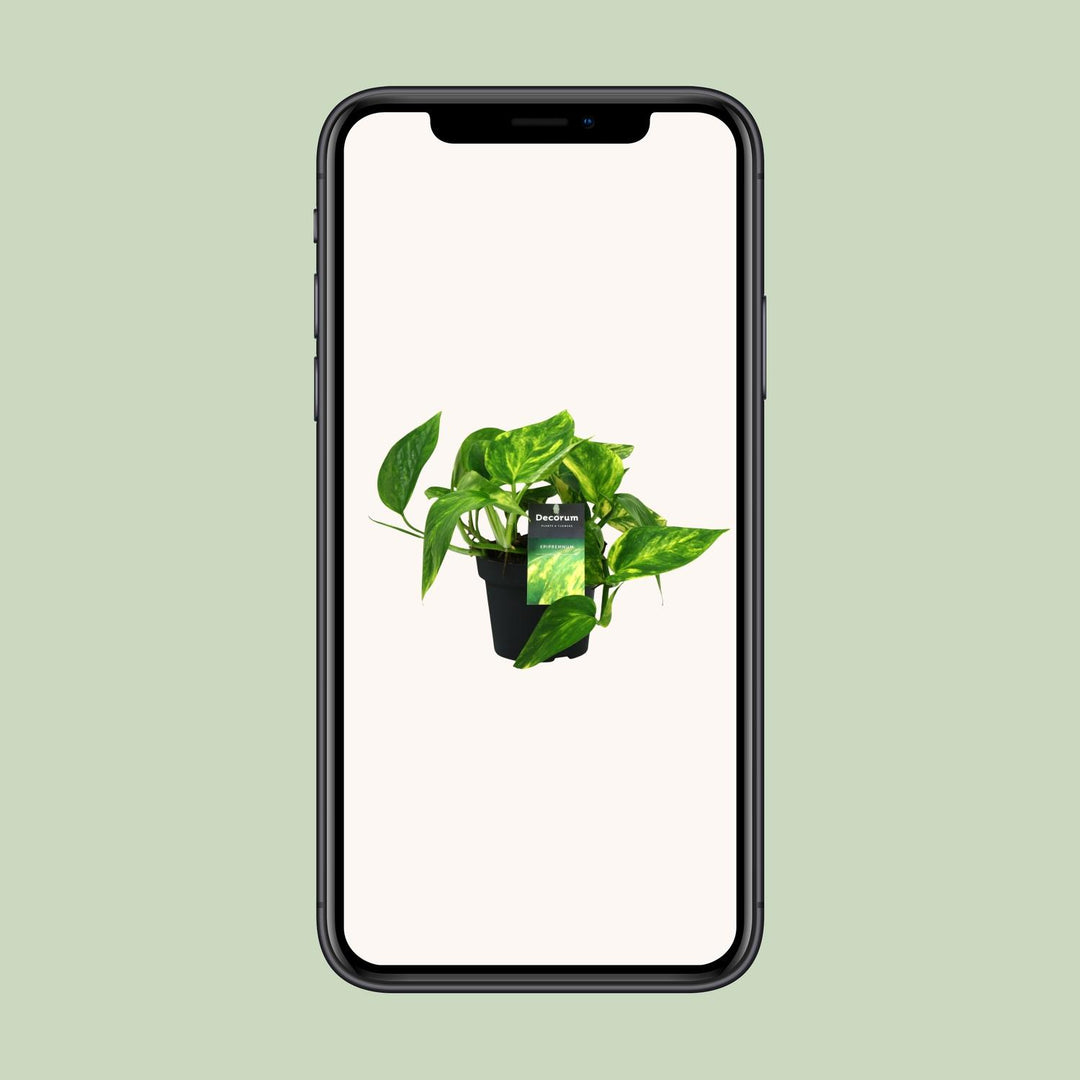 Epipremnum pinnatum 'HiColor' (Scindapsus) - Ø12cm - ↕20cm