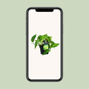 Epipremnum pinnatum 'HiColor' (Scindapsus) - Ø12cm - ↕20cm