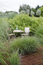 Load image into Gallery viewer, Fargesia rufa - Ø14 - ↨40cm
