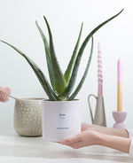 Load image into Gallery viewer, Aloe Vera Gift "Relax" WITH GREETING CARD! - Ø12cm - ↕40cm