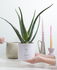 Aloe Vera Gift "Relax" WITH GREETING CARD! - Ø12cm - ↕40cm