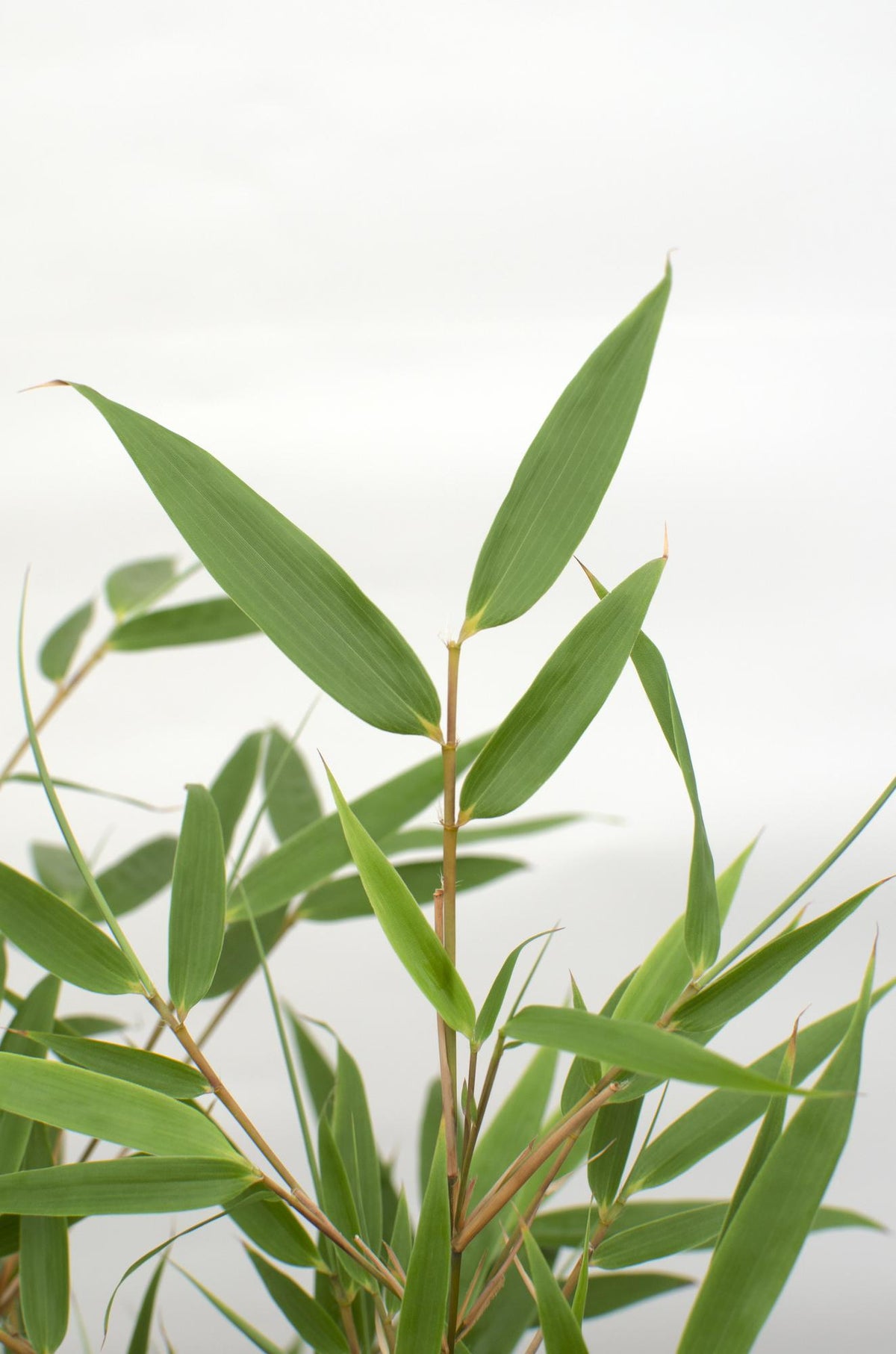 Fargesia rufa (Bambù) - Ø19cm ↨60cm