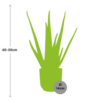 Aloe vera in vaso ELHO Vibes Fold, Rosa, Ø14cm ↕45cm