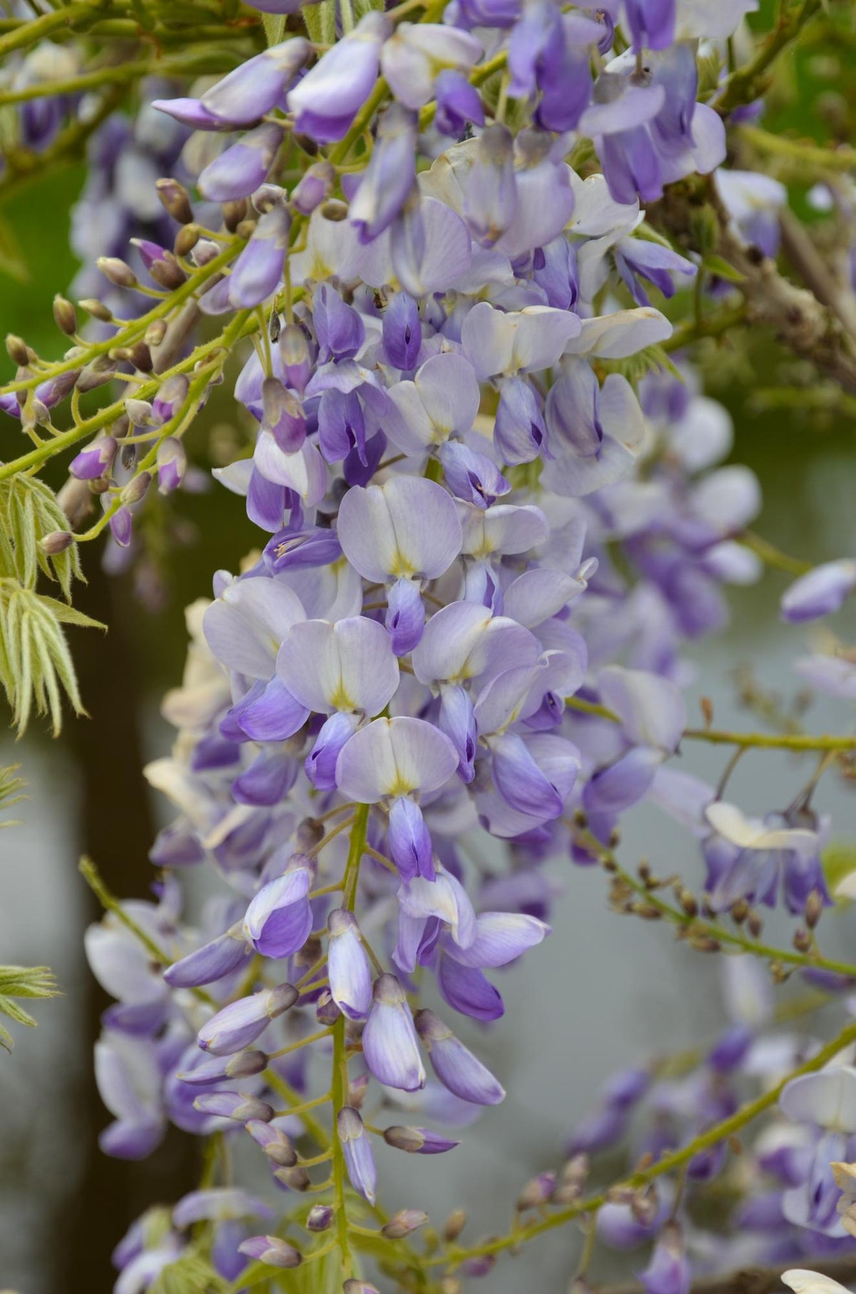 Wisteria sinensis 'Caroline' - Ø15cm - ↕65cm