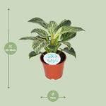 Load image into Gallery viewer, Philodendron erubescens &#39;Birkin&#39; - Ø14cm - ↕25cm
