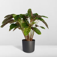 Calathea 'Flamestar' (Peacock Plant) - Ø19cm - ↕70cm
