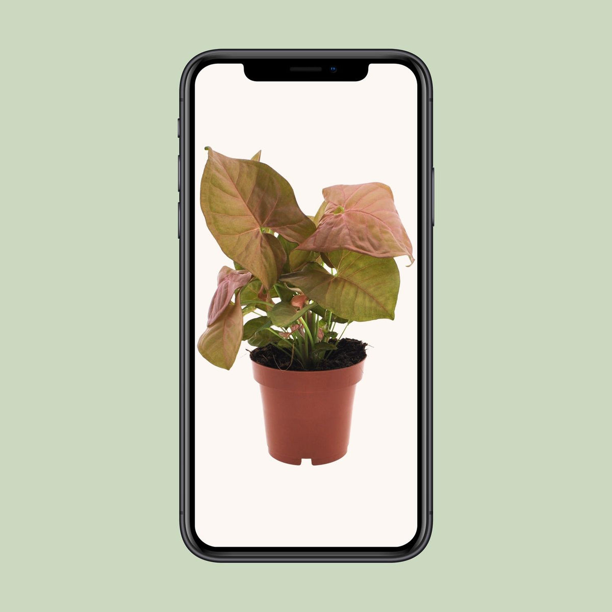 Syngonium podophyllum 'Neon' - Ø12cm - ↕25cm