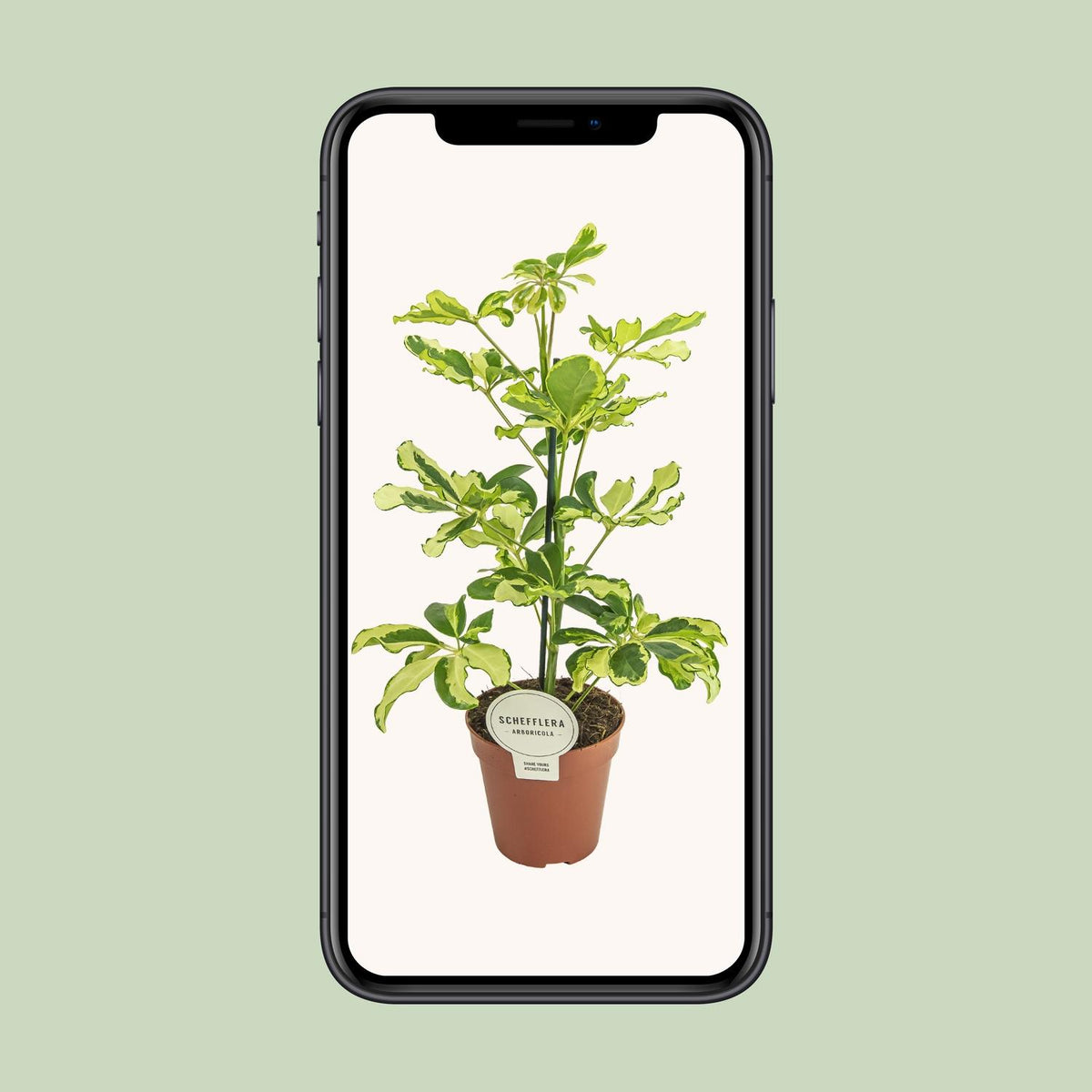 Schefflera arboricola 'Charlotte' - Ø13cm - ↕45cm
