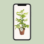 Load image into Gallery viewer, Schefflera arboricola 'Charlotte' - Ø13cm - ↕45cm