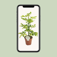 Schefflera arboricola 'Charlotte' - Ø13cm - ↕45cm
