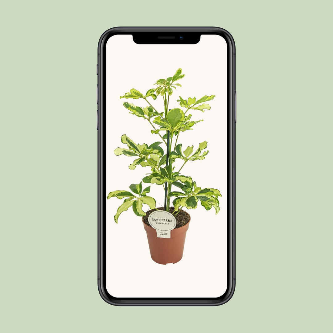 Schefflera arboricola 'Charlotte' - Ø13cm - ↕45cm