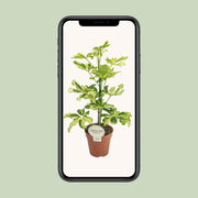 Schefflera arboricola 'Charlotte' - Ø13cm - ↕45cm