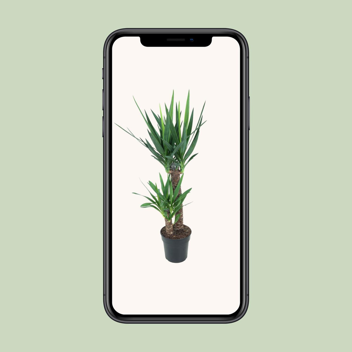 Yucca elephantipes - Ø21cm - ↕100cm