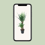 Load image into Gallery viewer, Yucca elephantipes - Ø21cm - ↕100cm