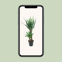 Yucca elephantipes - Ø21cm - ↕100cm