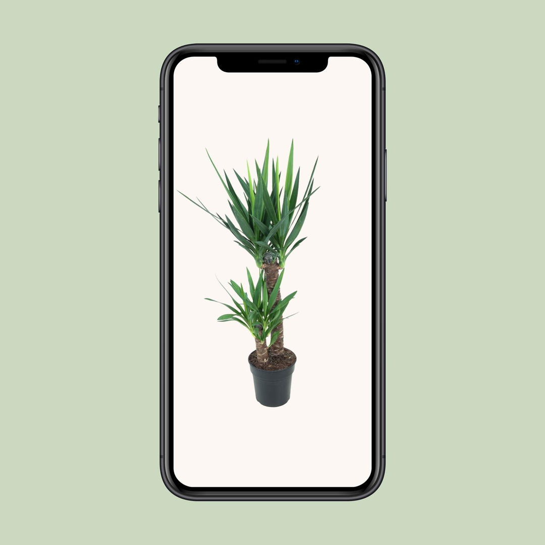 Yucca elephantipes - Ø21cm - ↕100cm