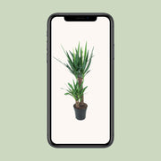 Yucca elephantipes - Ø21cm - ↕100cm