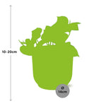 Load image into Gallery viewer, Epipremnum pinnatum ‘Aureum’ - ↕10-20cm - in ELHO Vibes Fold, Pink, Ø14cm
