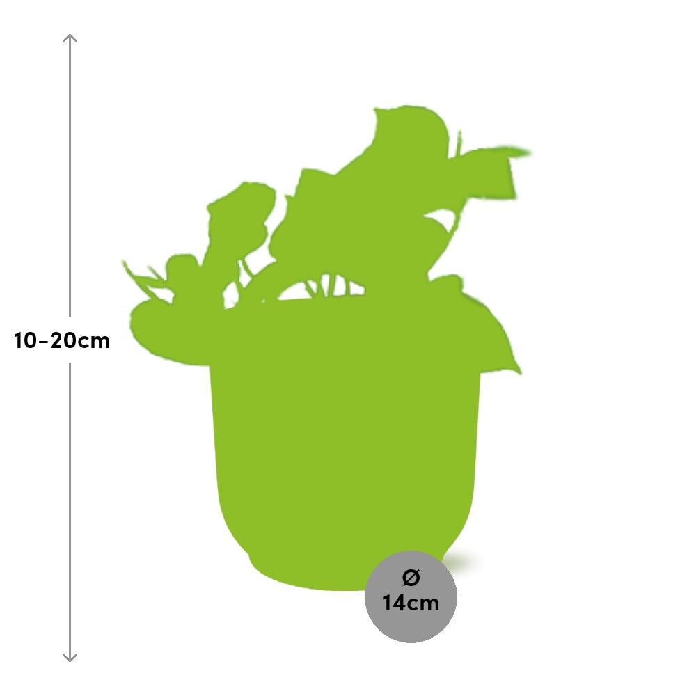 Epipremnum pinnatum ‘Aureum’ - ↕10-20cm - in ELHO Vibes Fold, Pink, Ø14cm