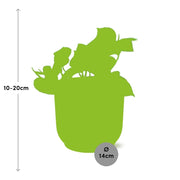 Epipremnum pinnatum ‘Aureum’ - ↕10-20cm - in ELHO Vibes Fold, Pink, Ø14cm