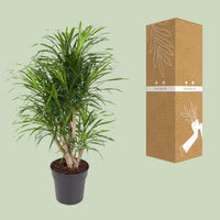 Dracaena fragrans 'Anita' - Ø24cm - ↕100cm