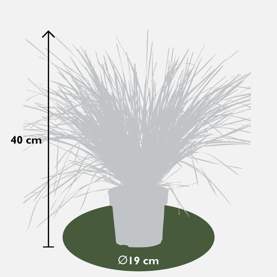 Lomandra longifolia 'White Sands' - Ø19cm - ↕40cm