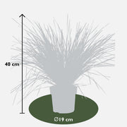 Lomandra longifolia 'White Sands' - Ø19cm - ↕40cm