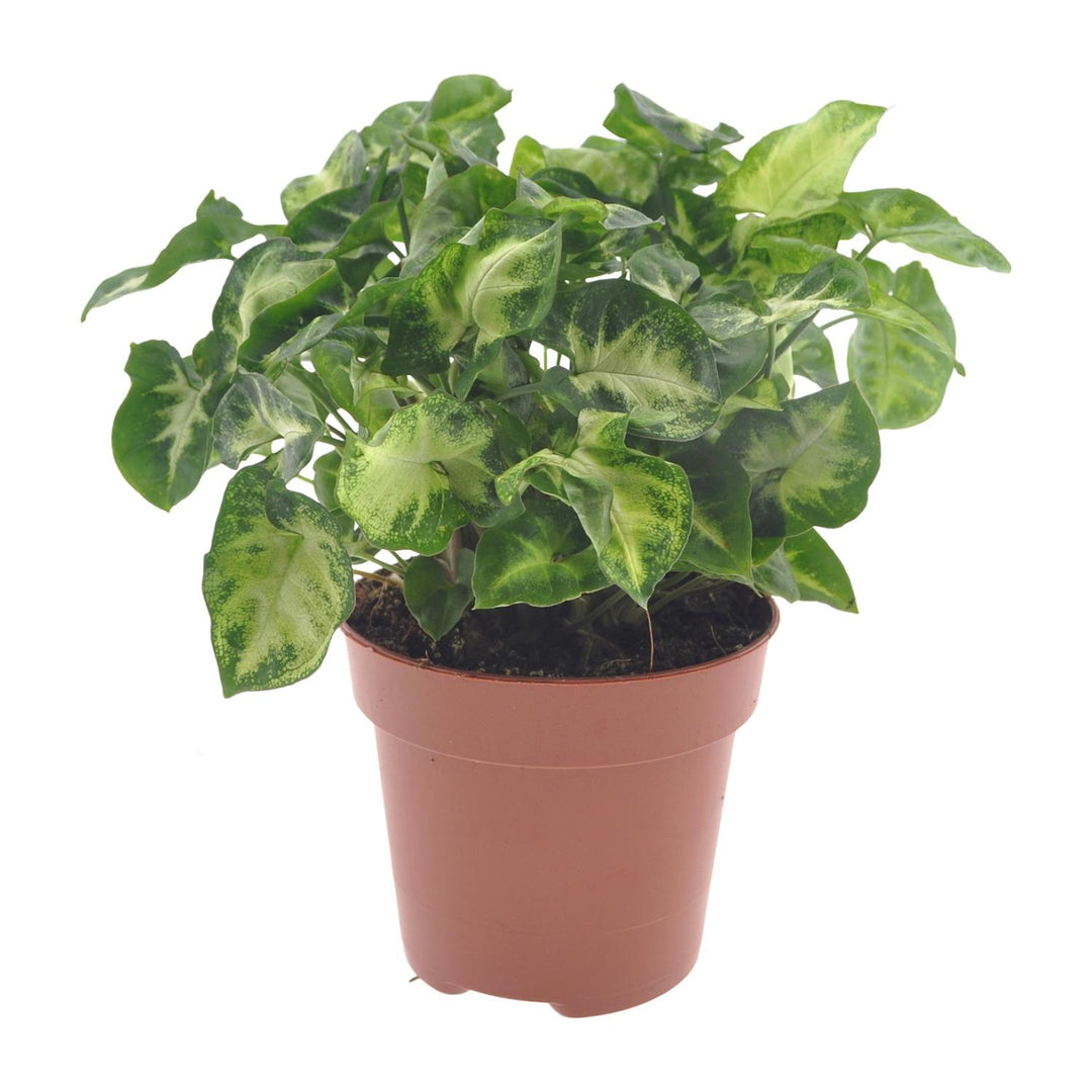 Syngonium 'Pixie' - Ø12cm - ↕20cm