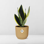 Load image into Gallery viewer, Sansevieria futura &#39;Superba&#39; in ELHO Vibes Fold, Yellow - Ø14cm ↕25cm
