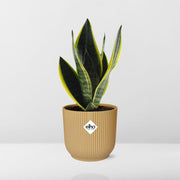 Sansevieria futura 'Superba' in ELHO Vibes Fold, Yellow - Ø14cm ↕25cm