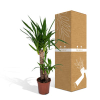 Yucca elephantipes - Ø17cm - ↕85cm