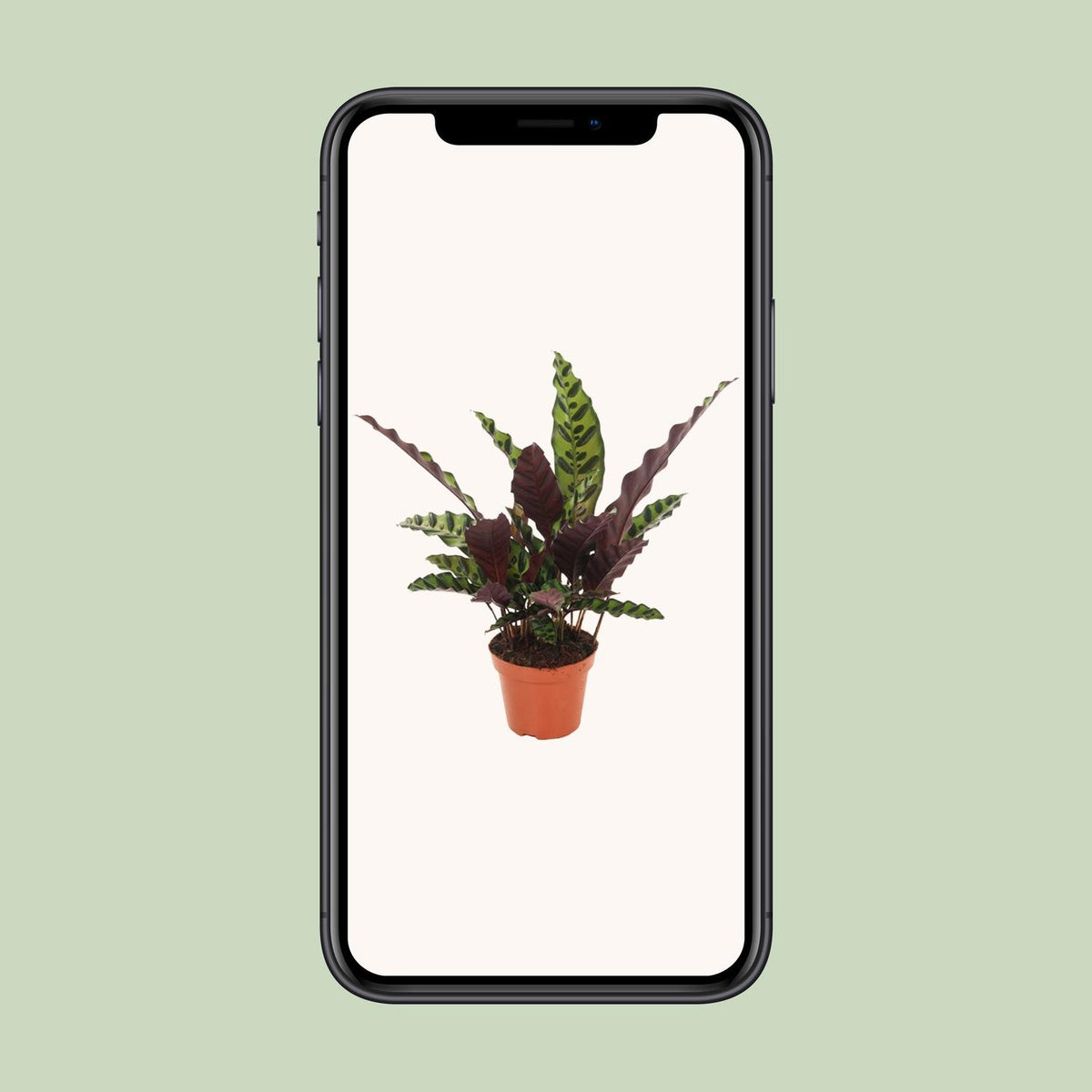Calathea lancifolia 'Insignis' - Ø12cm - ↕50cm