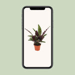 Load image into Gallery viewer, Calathea lancifolia &#39;Insignis&#39; - Ø12cm - ↕50cm
