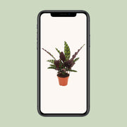 Calathea lancifolia 'Insignis' - Ø12cm - ↕50cm