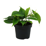 Load image into Gallery viewer, Philodendron scandens - Ø12cm - ↕20cm
