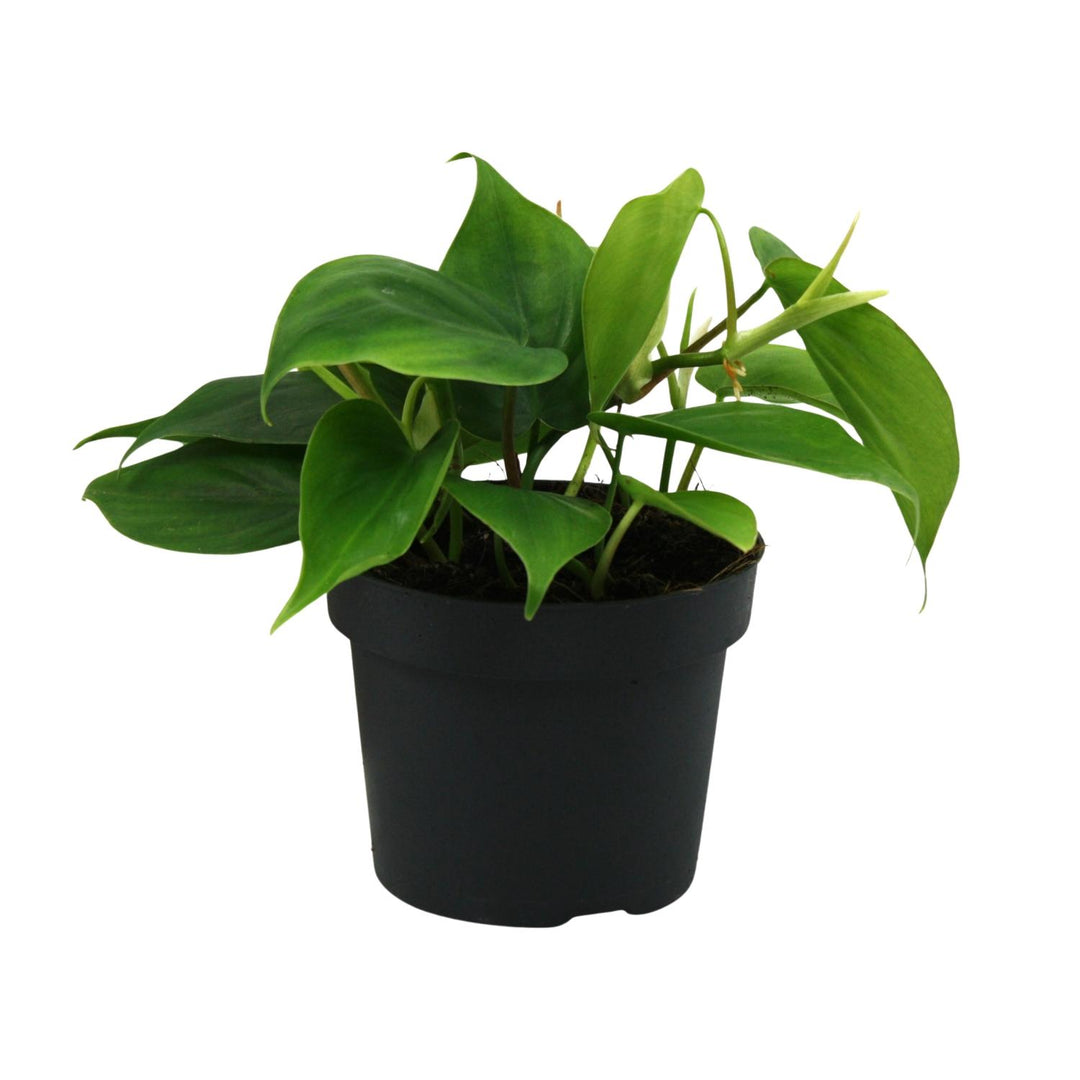 Philodendron scandens - Ø12cm - ↕20cm