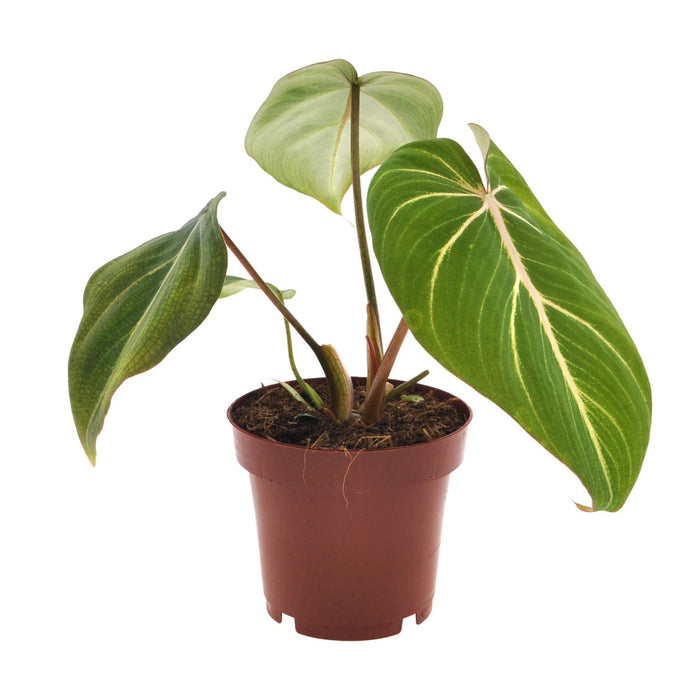 Philodendron selloum 'Atom' - Ø12cm - ↕25cm