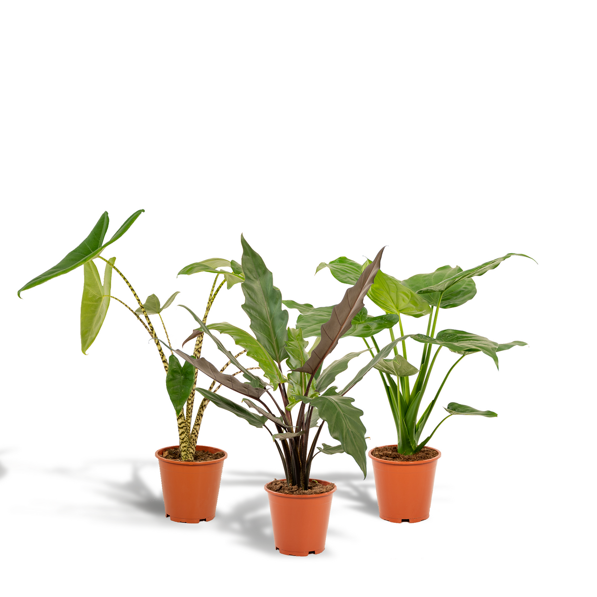 Trio Tropicale da Interno - Alocasia zebrina - Ø19cm - ↕75cm + Alocasia cucullata - Ø19cm - ↕60cm + Alocasia lauterbachiana - Ø19cm - ↕75cm