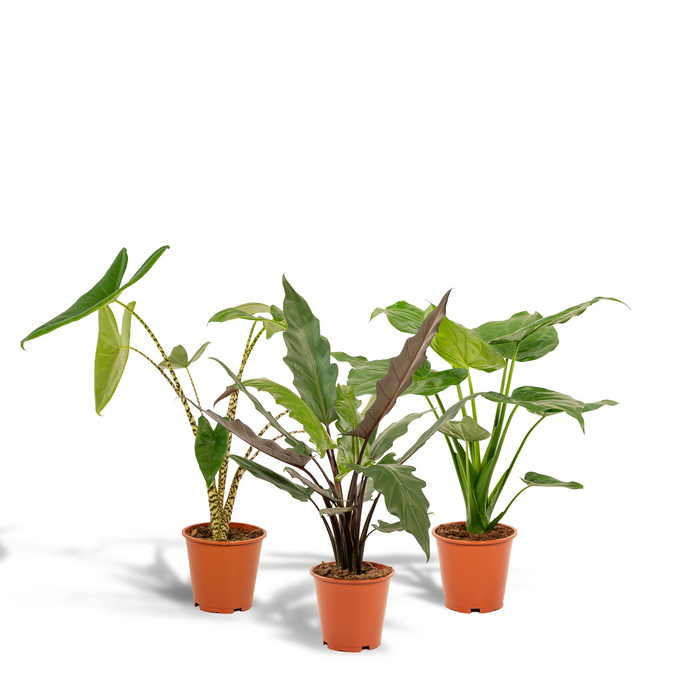 Trio Tropicale da Interno - Alocasia zebrina - Ø19cm - ↕75cm + Alocasia cucullata - Ø19cm - ↕60cm + Alocasia lauterbachiana - Ø19cm - ↕75cm