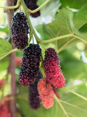 Morus nigra 'Mulle' - Ø13cm - ↕45cm