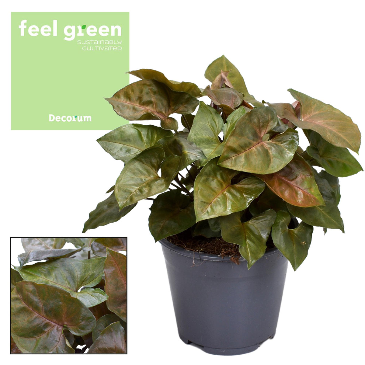 Syngonium podophyllum 'Maria' - Ø14cm - ↕25cm