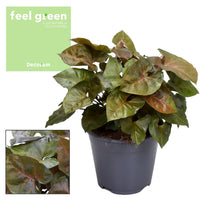 Syngonium podophyllum 'Maria' - Ø14cm - ↕25cm