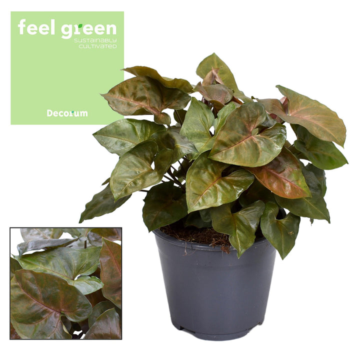 Syngonium podophyllum 'Maria' - Ø14cm - ↕25cm