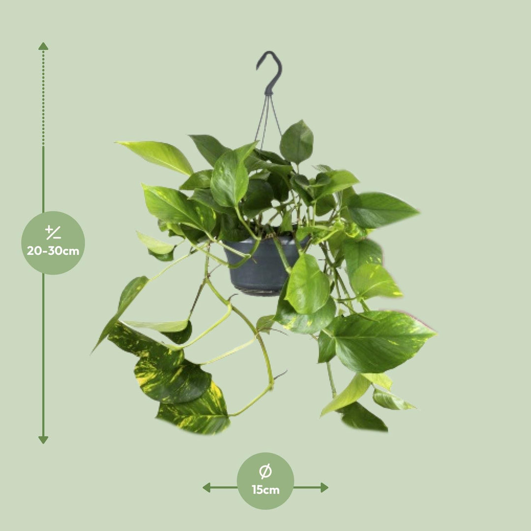 Epipremnum aureum  - Ø15cm - ↕25cm