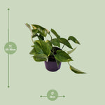 Load image into Gallery viewer, Epipremnum aureum (Scindapsus) - Ø12cm - ↕25cm
